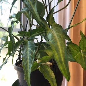 Syngonium podophyllum angustatum